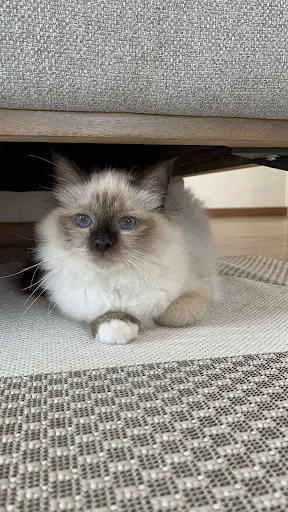 La Chatterie des Bambous Bleus