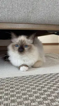 La Chatterie des Bambous Bleus