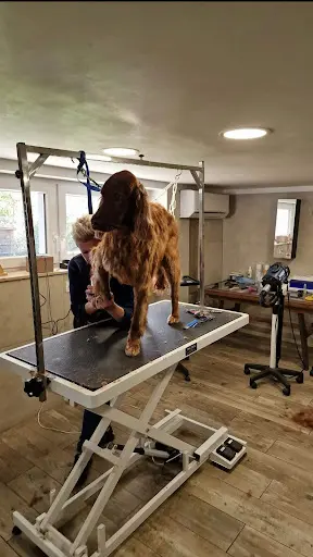 l'Atelier du Chien