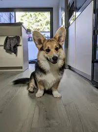 Happy Toutou