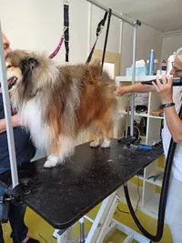 Beauté Canine