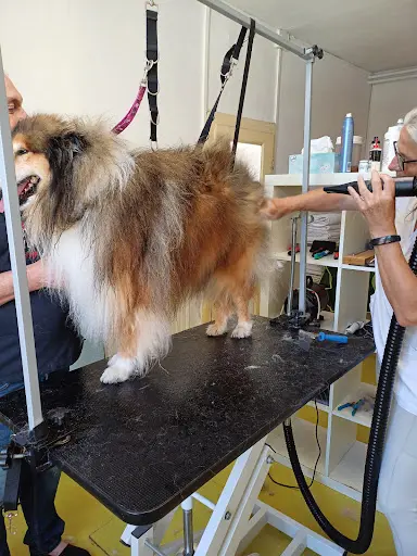 Beauté Canine