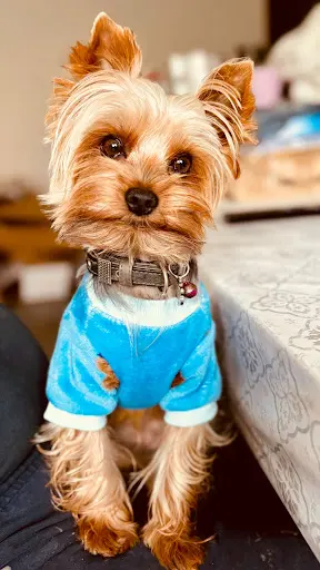 Ang-ram Toilettage Canin Juvignac