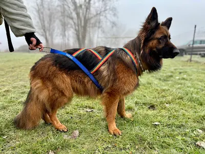 Atelier Canin Actif