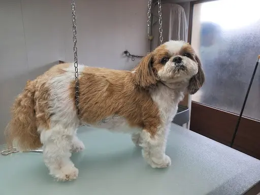 Toiletteur S.o.s Beauté Chiens et Chats