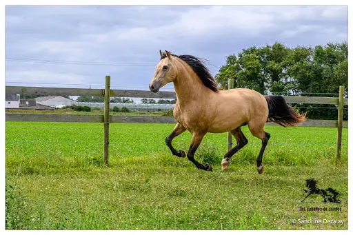 Los Caballos de Sueños