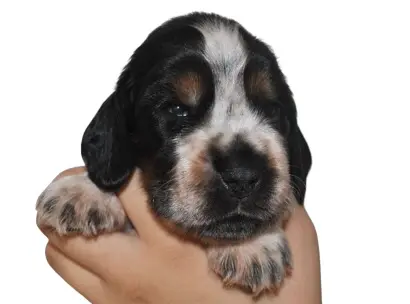 De la Roche de la Timonade Élevage Cocker Anglais Spaniel Lof