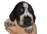 De la Roche de la Timonade Élevage Cocker Anglais Spaniel Lof