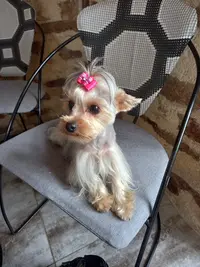 Le Jardin des Chiens