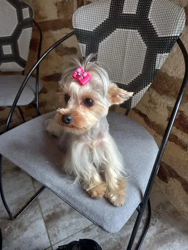 Le Jardin des Chiens