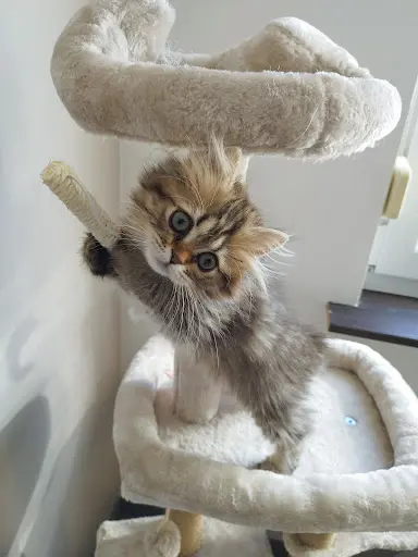 Chatterie de la Plaine Blanche