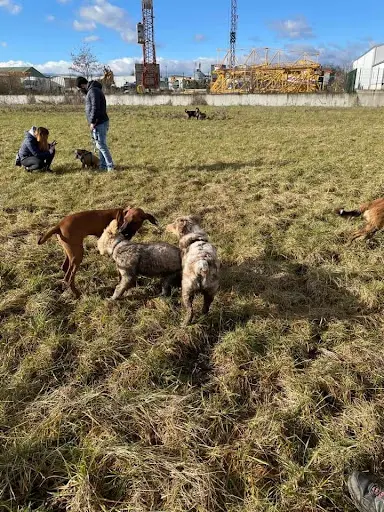 Joan Braun Educateur Canin