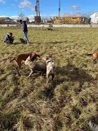 Joan Braun Educateur Canin