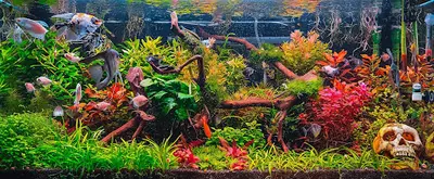 Plantéo