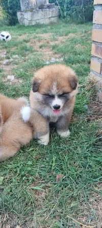 Akita Inu
