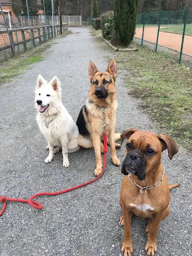 Reeducdogs