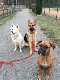 Reeducdogs
