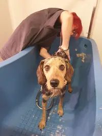 Un Chien au Poil
