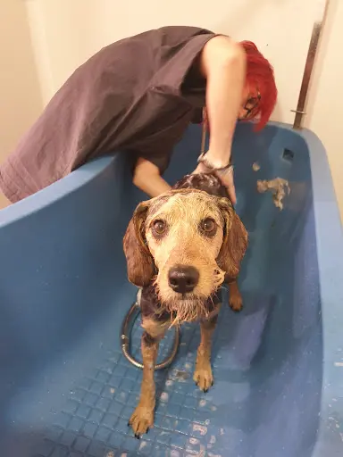 Un Chien au Poil