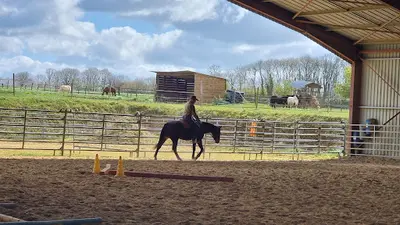 Emy Reining Horses