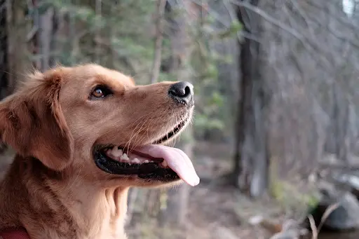 Vulcanin - Éducation Canine