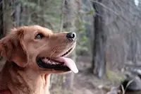 Vulcanin - Éducation Canine