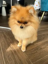 A Mour de Chien
