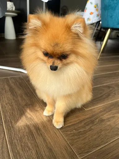 A Mour de Chien