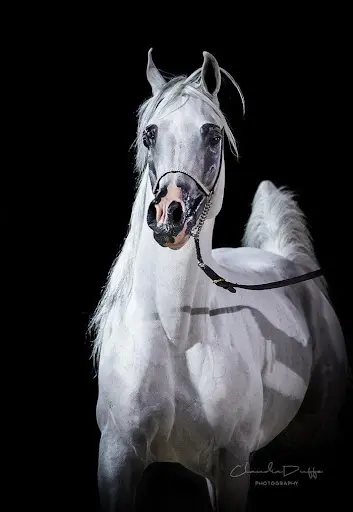 Ayoub Arabians Stud