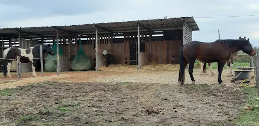Equitho 82 Equitation Ethologique Education des Chevaux