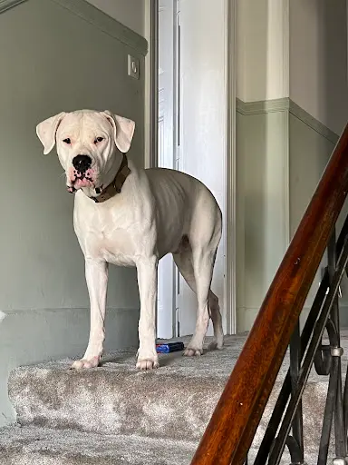 B Est Dog