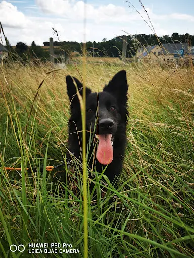 Wonder Dog Island - Éducateur Canin & Pet Sitting