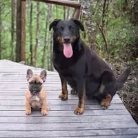Élevage Bouledogue Francais Lof Bulldog Anglais Lof et Beauceron Lof en Vendee - Elevage de la Fougue du Marais