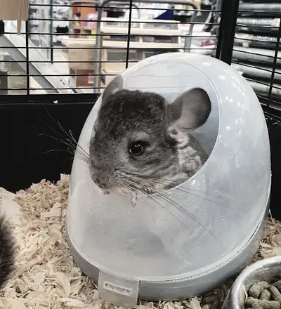 Terranimo