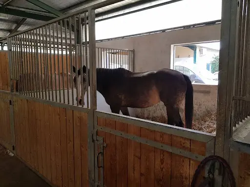Horse & Fit