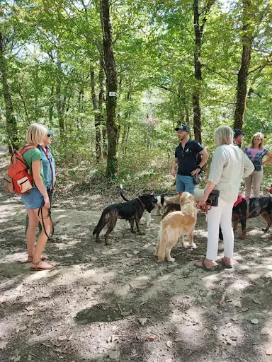 Expert Canin : Éducateur Canin Comportementaliste Toulouse