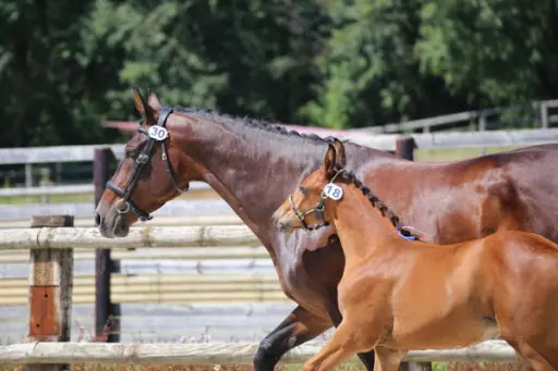 Ecurie au Pré du Cheval