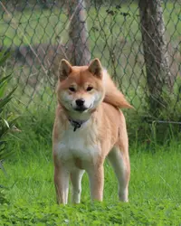 Elevage Of The Fara Family : Chiots Staffie et Shiba Inu .