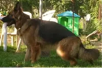 Élevage Canin du Domaine de Faicka, Berger Allemand Poils Longs et Berger Australien