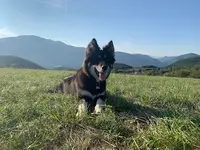 Esprit Chien et Chat