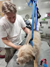 Au Chien Coquin