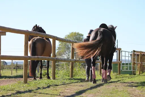 Écurie Dressage Mas Belvega