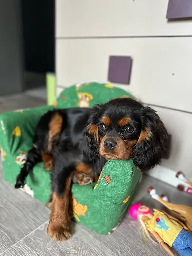 Lapetitecavalerie Comportementaliste Animalier/éducateur Canin/éleveuse de Cavaliers