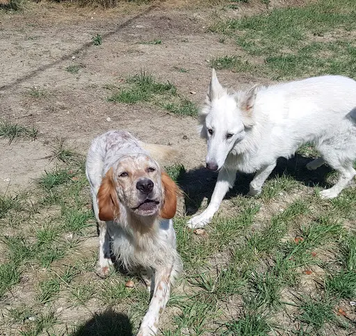 Gite Canin la Freydière
