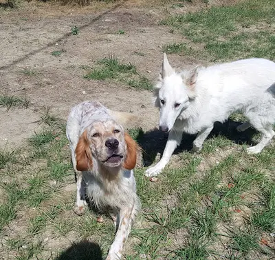 Gite Canin la Freydière