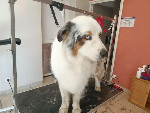 Elo-dog