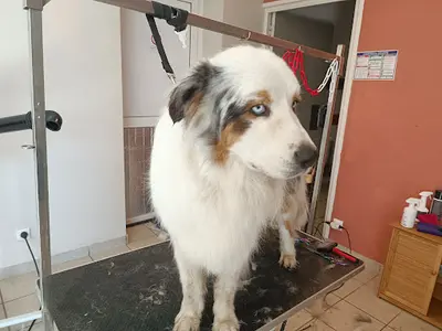 Elo-dog