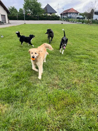 Canisco Éducation Canine