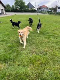 Canisco Éducation Canine