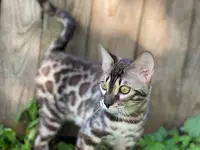 Elevage Osiris Bengal